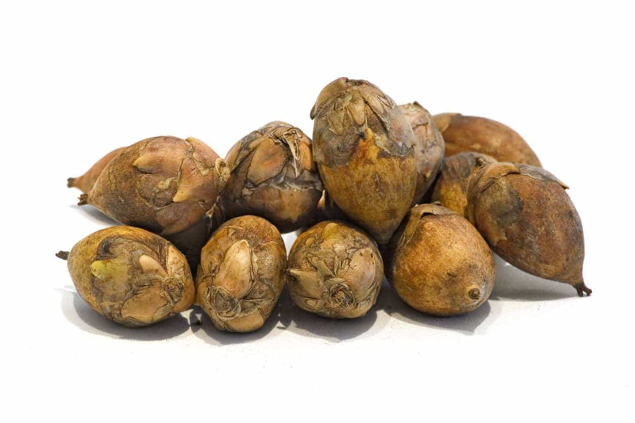 Collier de graines naturelles d'inaja et tucumã - Ethnie Apurina Collier Ethnie Apurina, localisée dans l' état de l' Amazonas au Nord du Brésil.