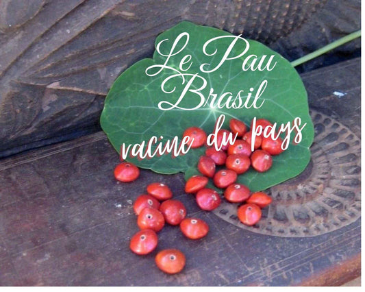 Graines rouges sur une feuille verte, avec le titre « Le Pau Brasil, racine du pays »