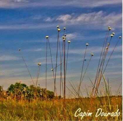 Tiges de capim dourado dans un paysage herbeux sous un ciel bleu