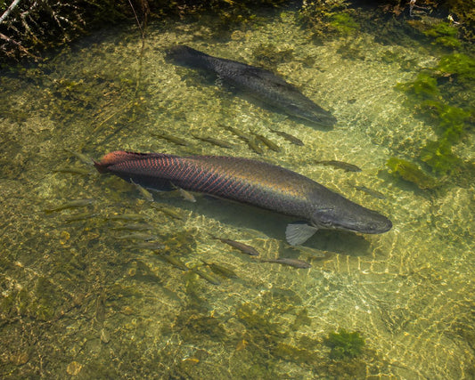 Le pirarucu, le géant des eaux d’Amazonie