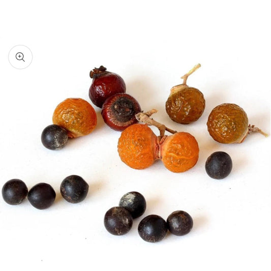 Fruits de saboneteira et graines noires sur fond blanc
