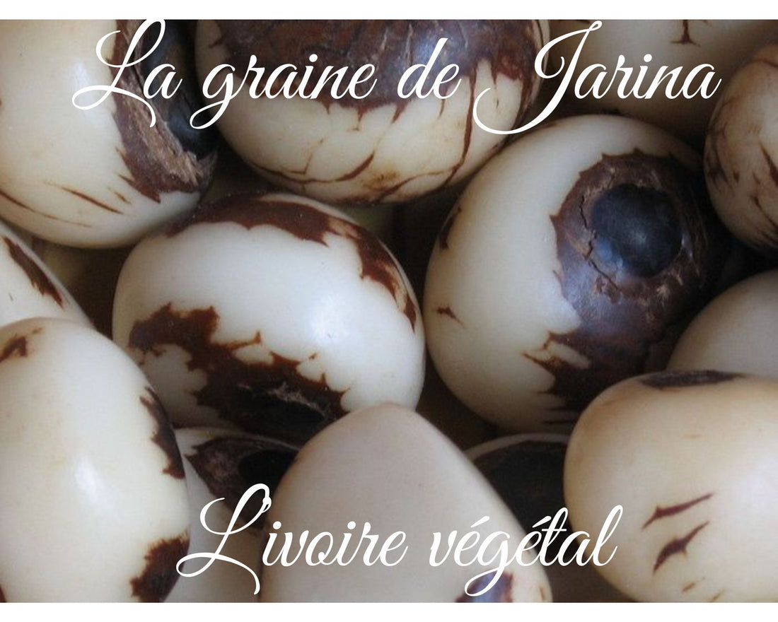 Focus sur la graine de Jarina