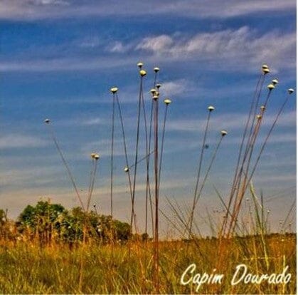 Le Capim Dourado : trésor doré du Brésil, de la nature au bijou