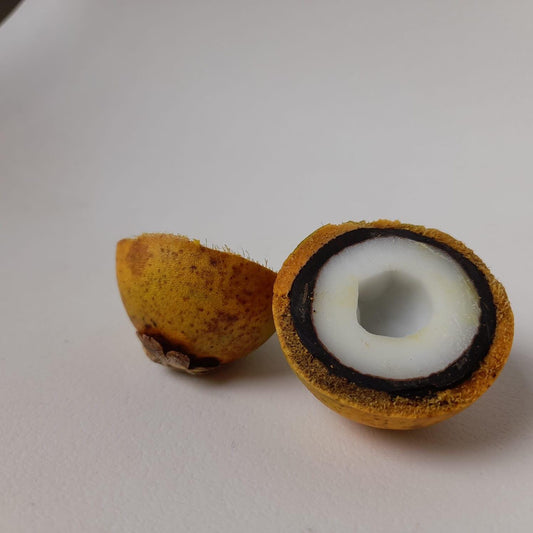 Le Tucumã – Découvrir un fruit fascinant et comment son noyau devient bijou