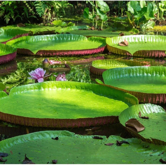 vitoria regia avec ses fleurs dans la nature