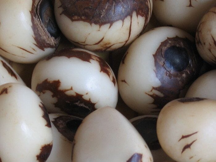 Collier sautoir de noyaux de Tucuma et jarina - marron et blanc - Ethnie Apurina Collier Ethnie Apurina, localisée dans l' état de l' Amazonas au Nord du Brésil. 